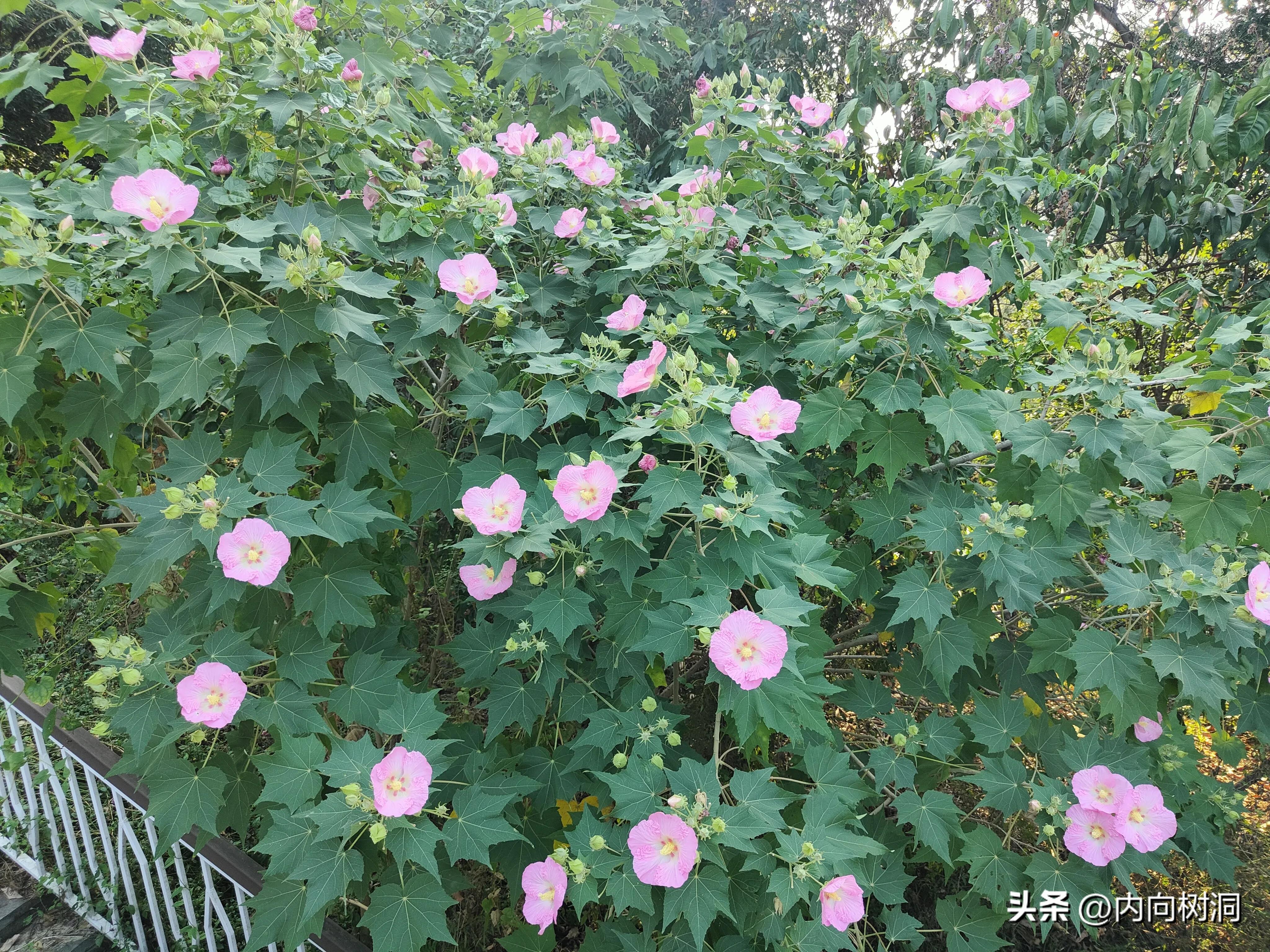 淘金山求水山徒步线路,求水山淘金山绿道在哪里