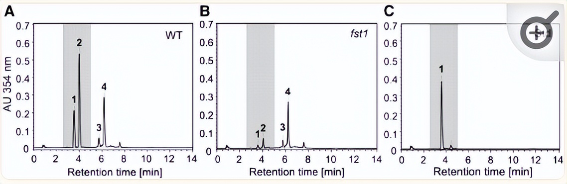 NPF2.8促进因子对拟南芥花粉表面黄酮醇糖苷积累作用的研究