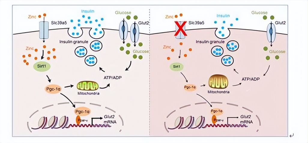 ZIP转运蛋白内部锌摄取的组氨酸突变体细胞活性自我调控机制