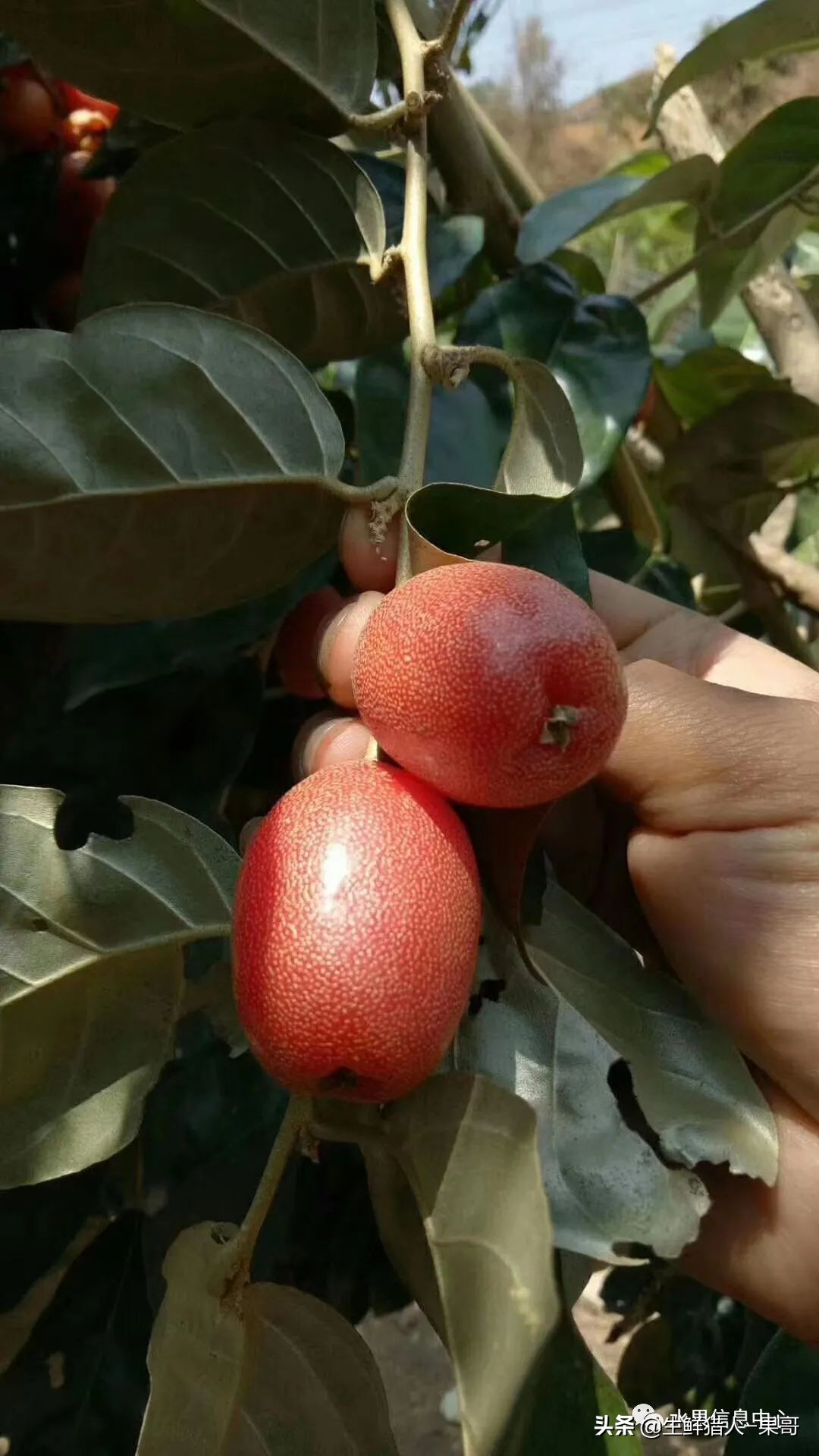 #奇异水果知多少#椰柿、黄晶果、冰淇淋果、巧克力布丁果等