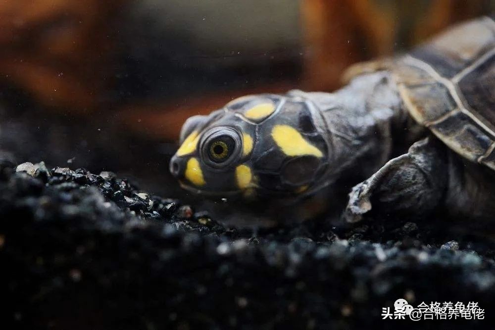 给刚出生的龟苗换水视频,养小龟苗怎么换水比较好