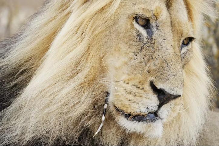 蟒蛇吞野猪被刺死,豪猪刺死巨蟒蛇