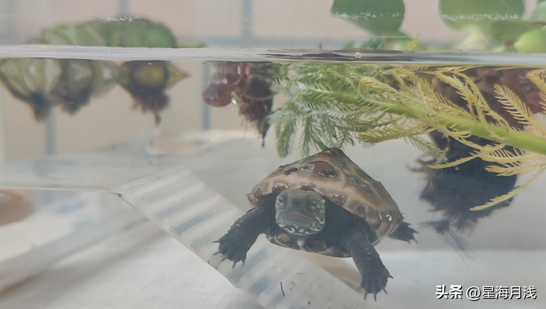乌龟为什么耐饿,养龟日常几只调皮捣蛋的乌龟