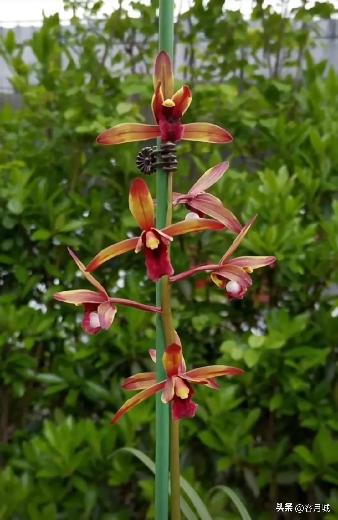 名贵兰花前十名,什么兰花被称为牢底坐穿兰