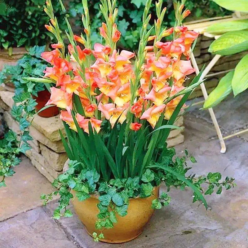 “切花之魁”，不要花大价钱去买了，自己种真的很方便