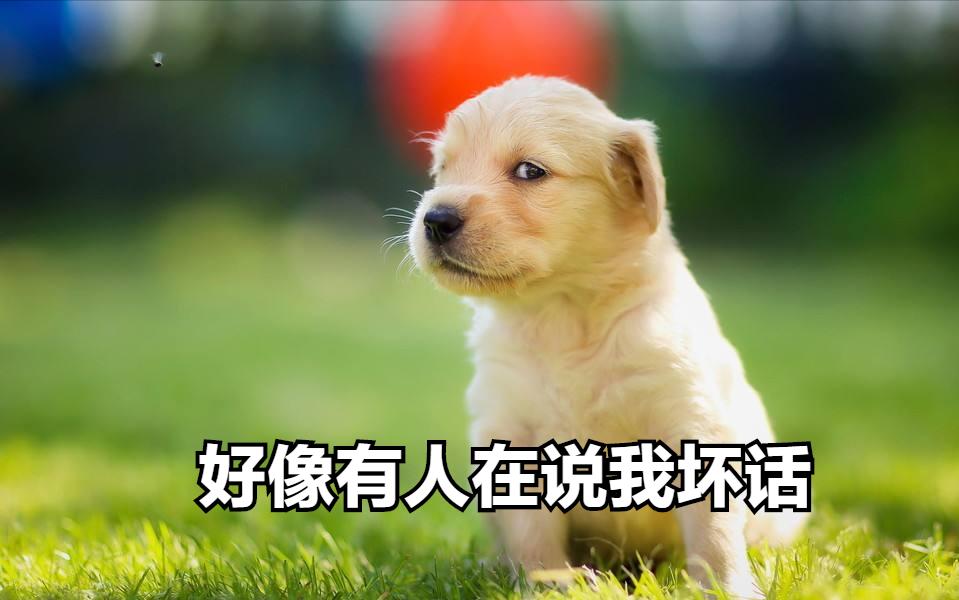 狗界五虎上将,盘点狗界6大“粘人精”