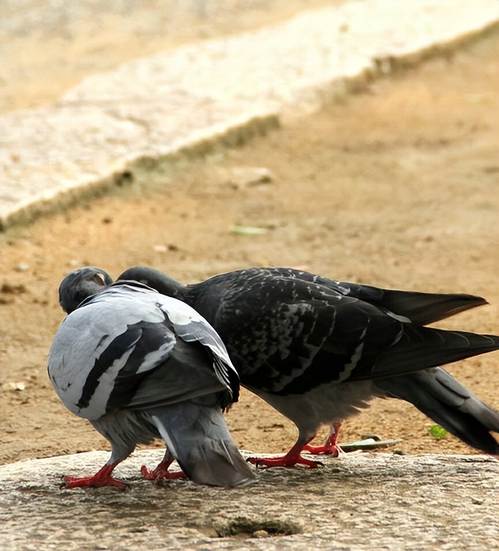 张朝林,张朝林作品