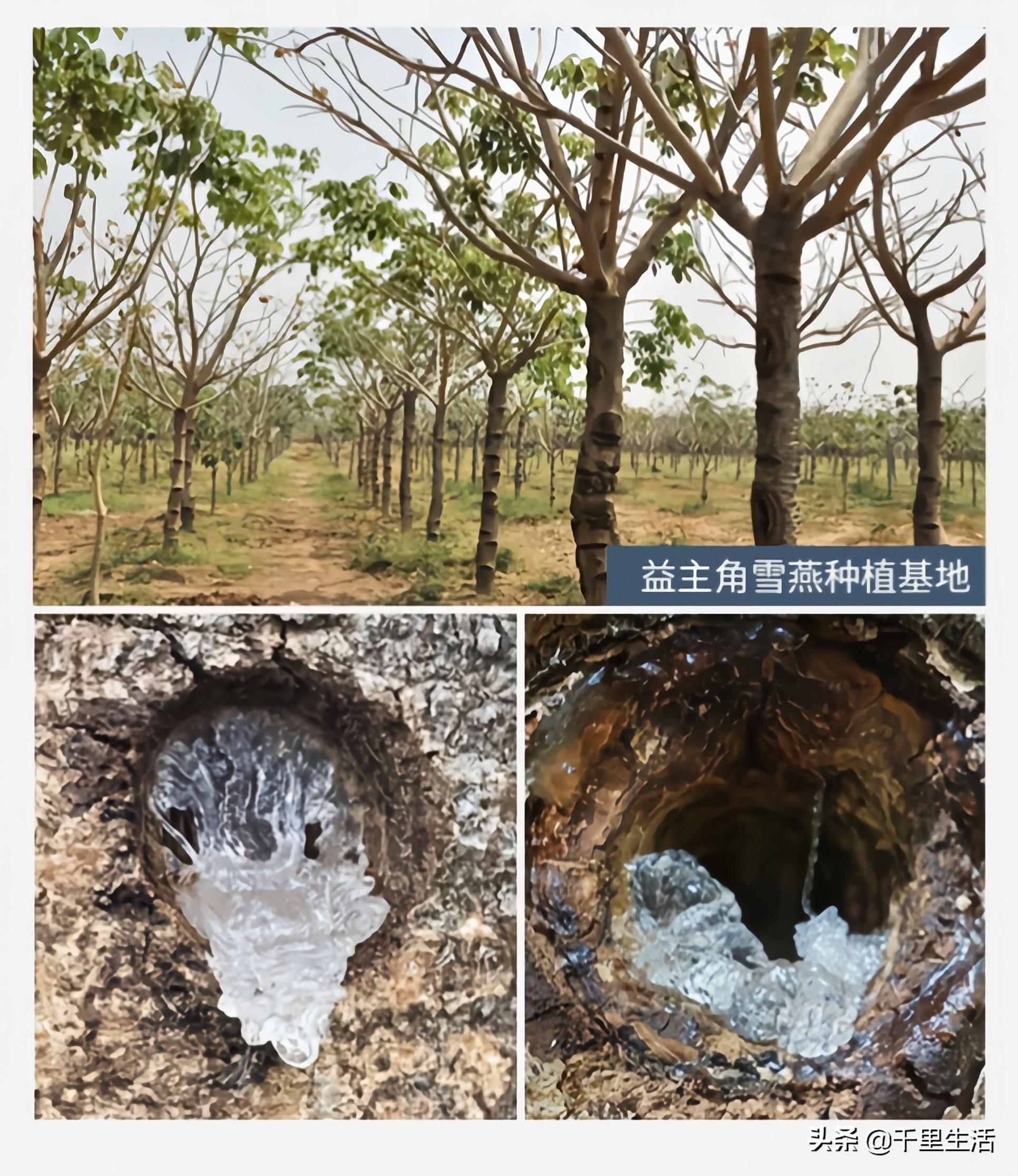 天然的雪燕食用方法,天然雪燕做法