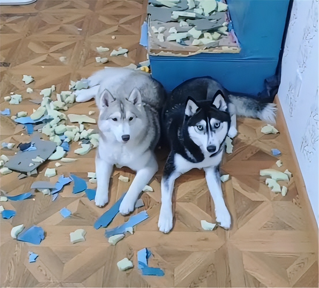 养哈士奇的体验,无聊养了一只哈士奇