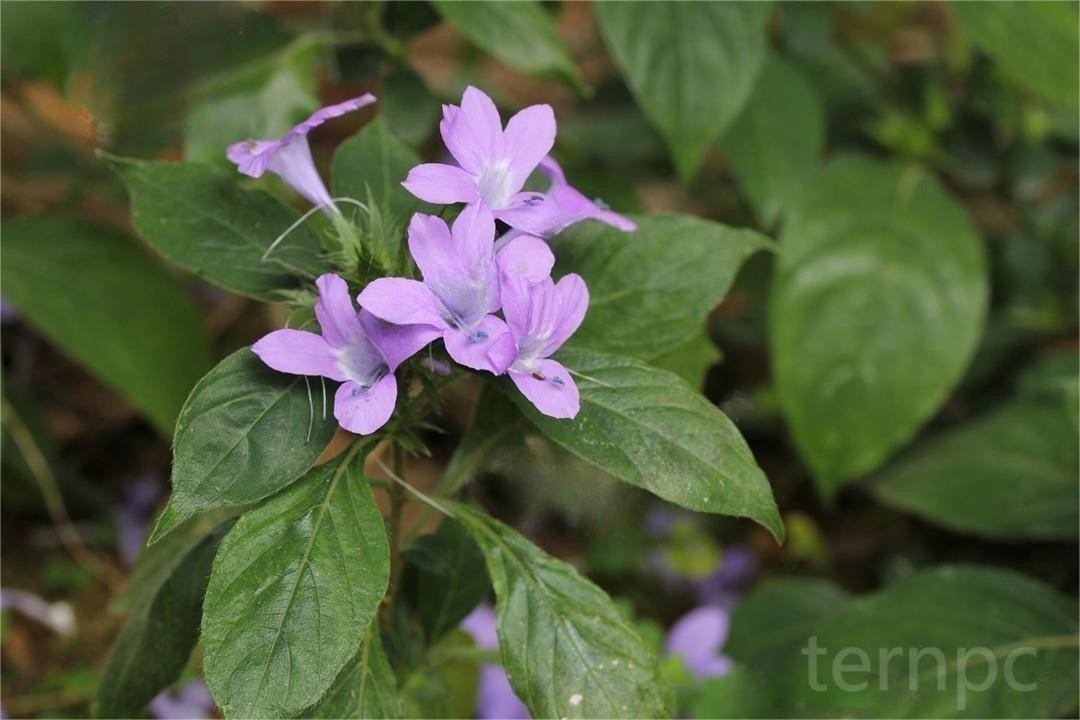 假杜鹃养护,假杜鹃图片