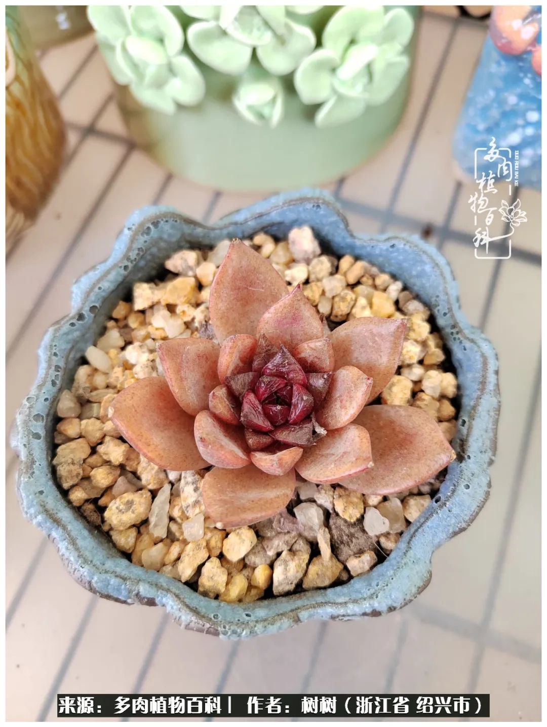 又临寒冬，暖阳下携手肉肉赏姹紫嫣红！