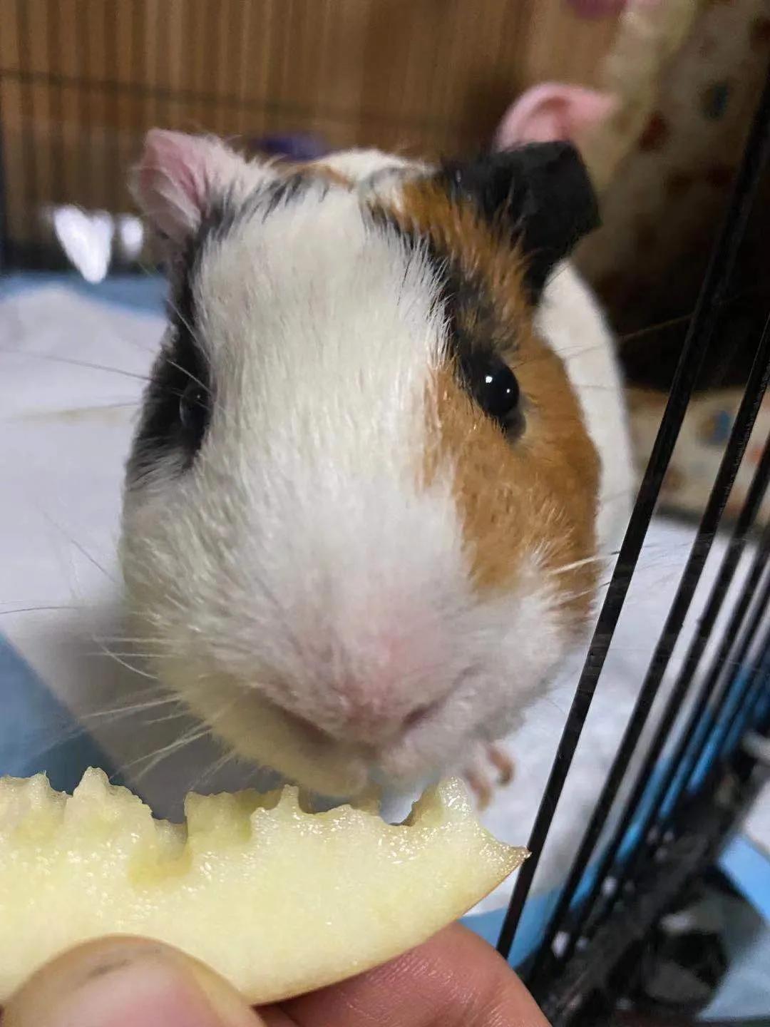 荷兰猪多久可以养熟啊,荷兰猪迟迟不生跟饮食有关系吗