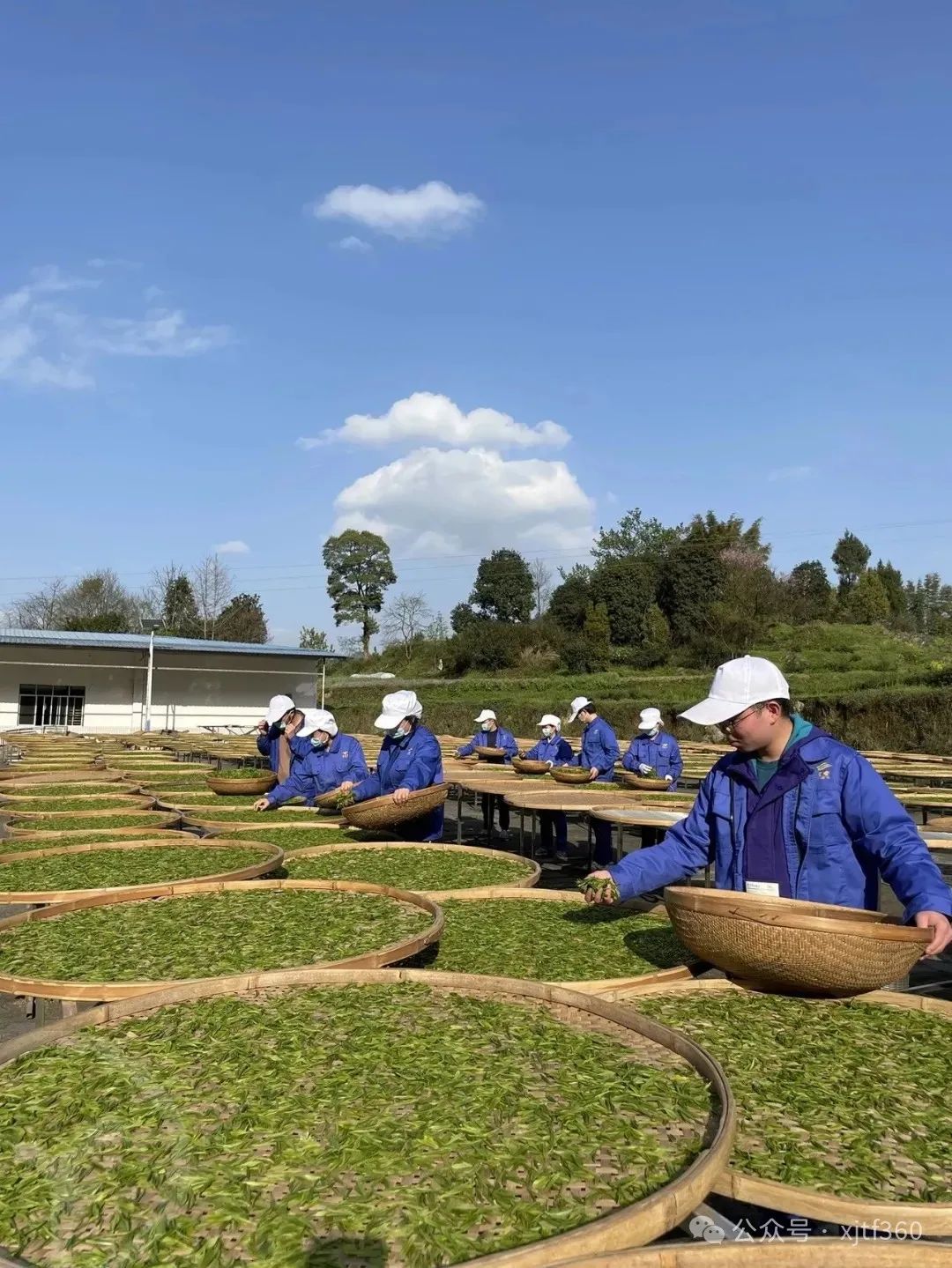 有机茶和无机茶的区别,无机茶有机茶区别