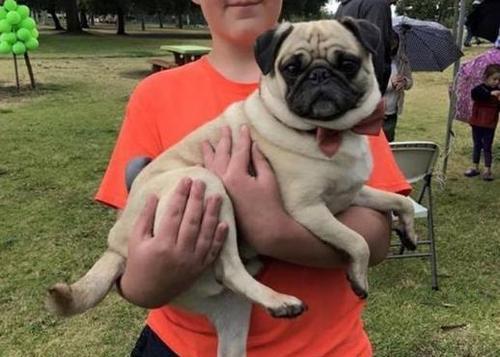 哈巴狗属于宠物狗吗为什么不叫,为什么哈巴狗越来越少