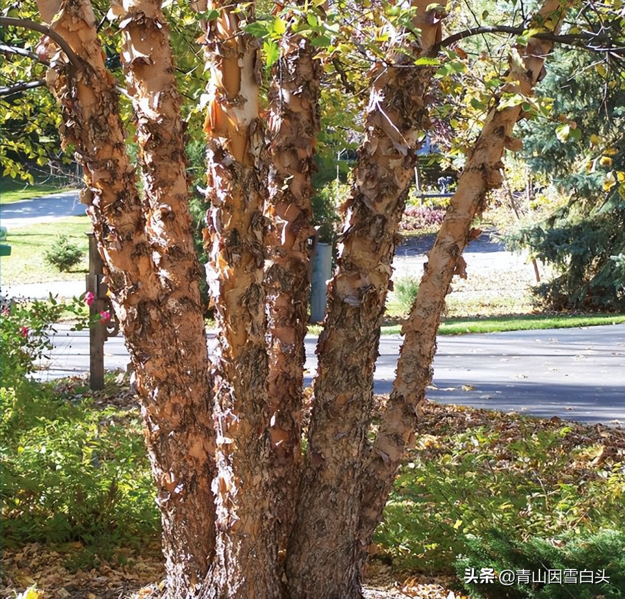 种树发财的人,种树能致富