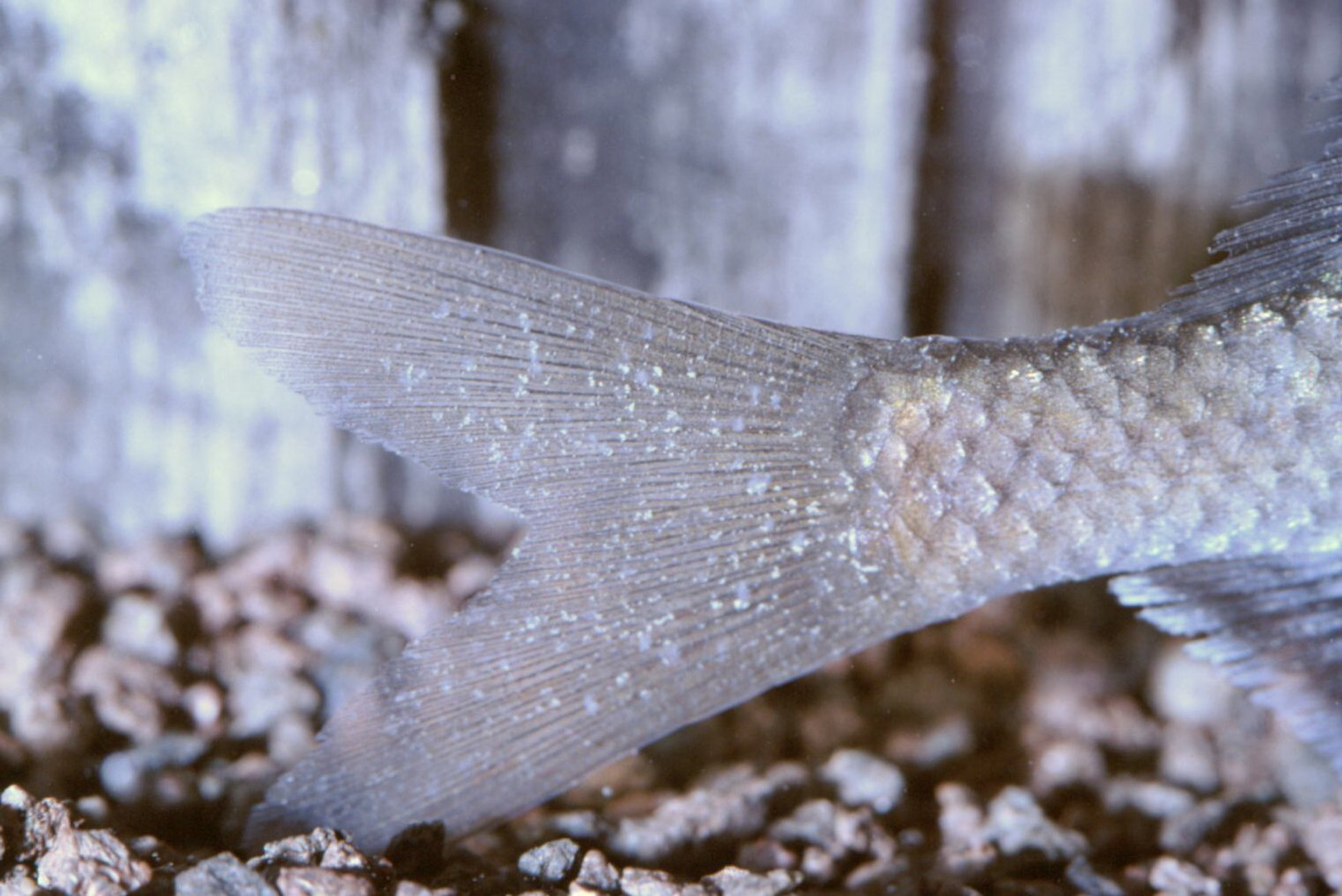 鱼得了白点病的最佳治疗方法,白点病放多少水才能没有白点病