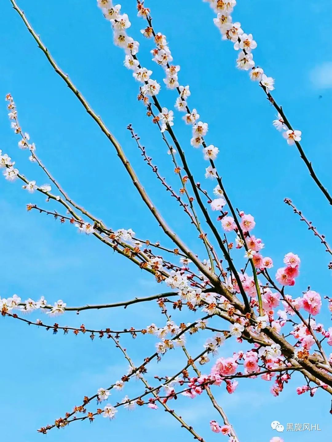 上海莘庄赏梅,新年莘庄梅园赏梅