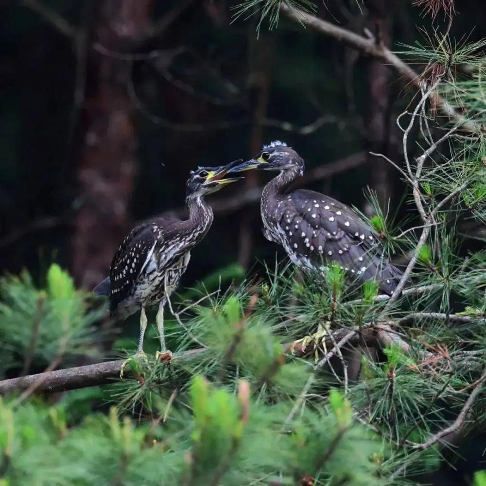 杭州钓鱼男子救人,广东男子在河边救下一只怪鸟