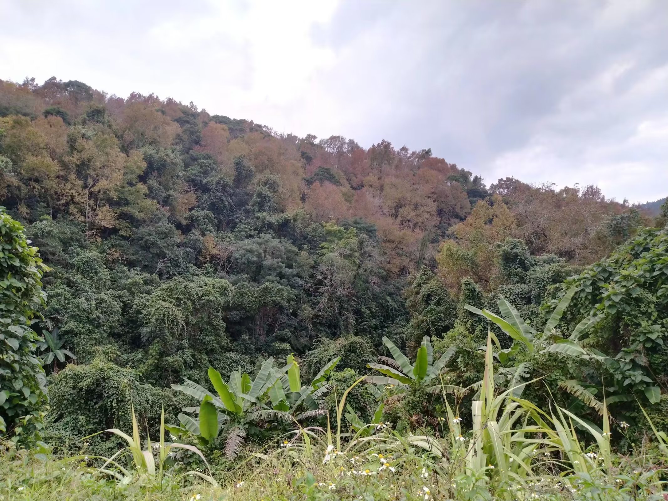 三亚之旅日记350字,三亚五指山免费游玩攻略