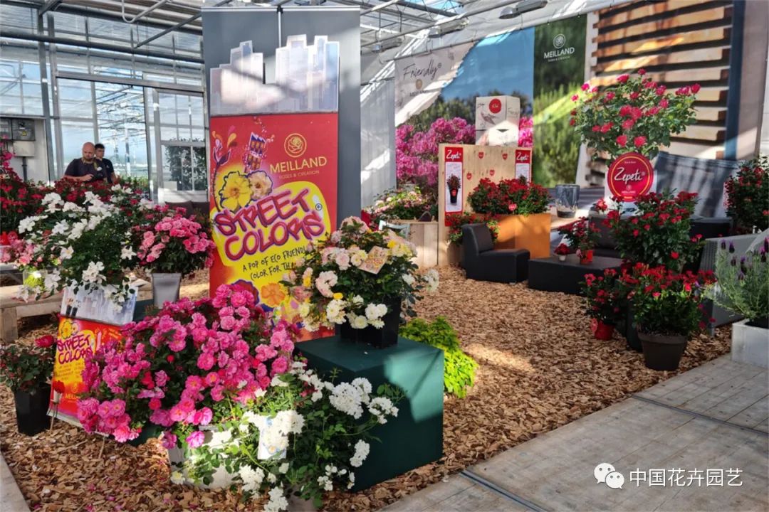 鑺卞崏鍝佺灞曠ず,鏂颁紭鑺卞崏鍝佺灞曠ず