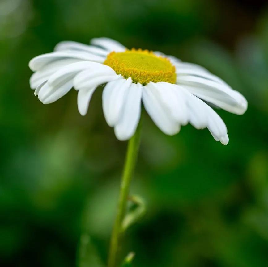 香氛精油护肤推荐哪款好用,精油护肤保持年轻