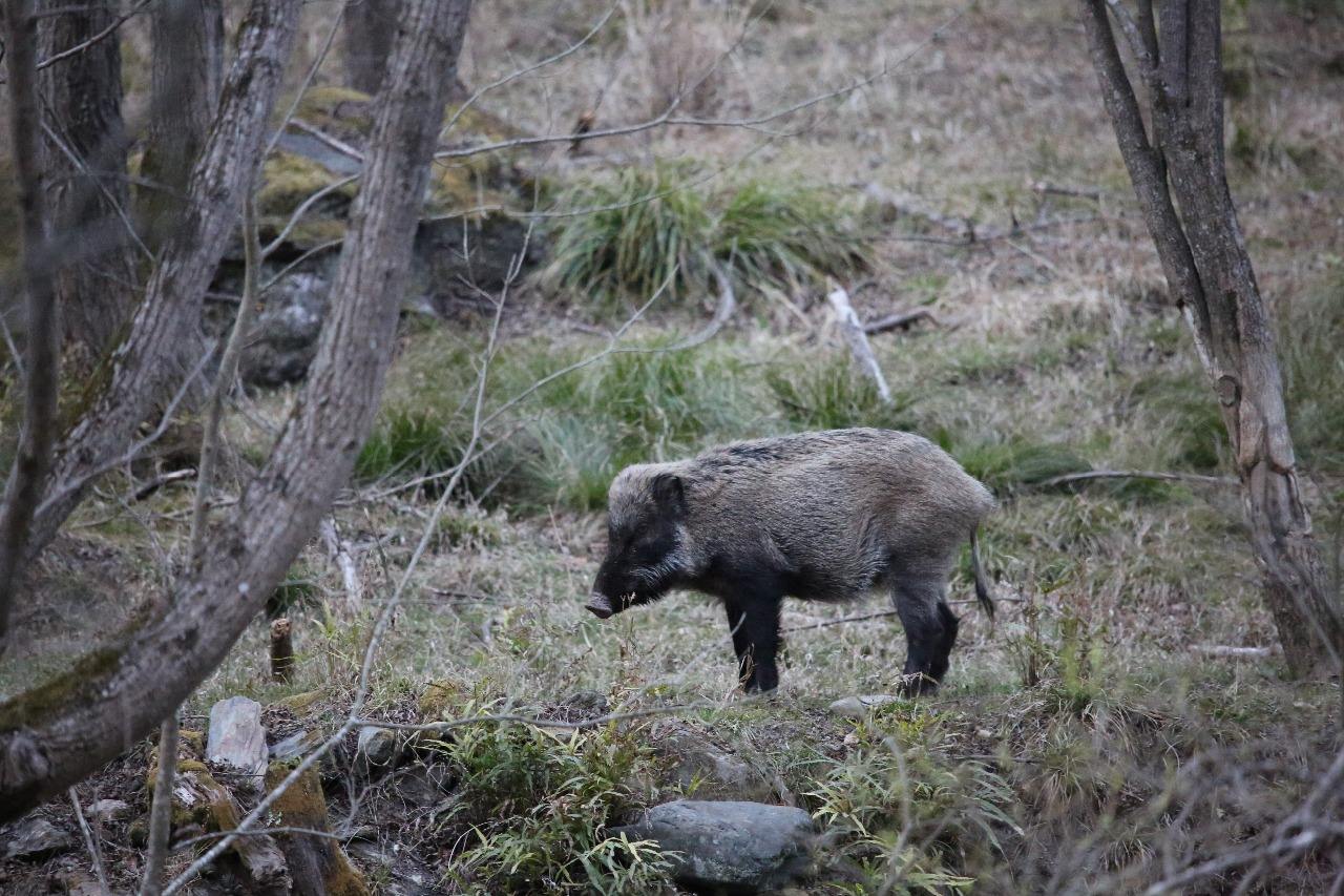 抓8000只蟾蜍，江苏男子获利近百万，背后是怎样隐蔽的“黑产”？