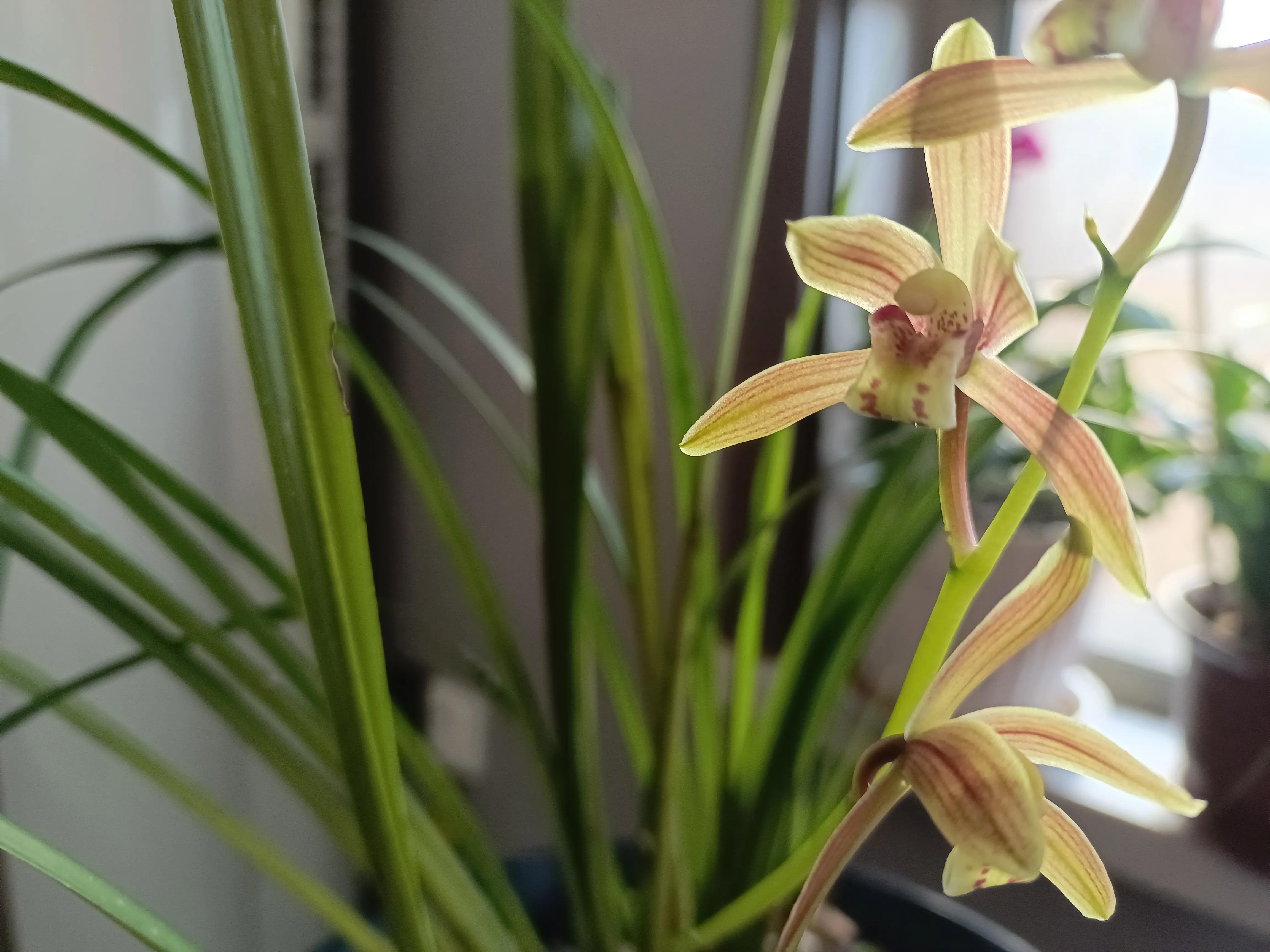 兰花浇水的正确方法兰花好养吗,如何给兰花浇水最好的方法