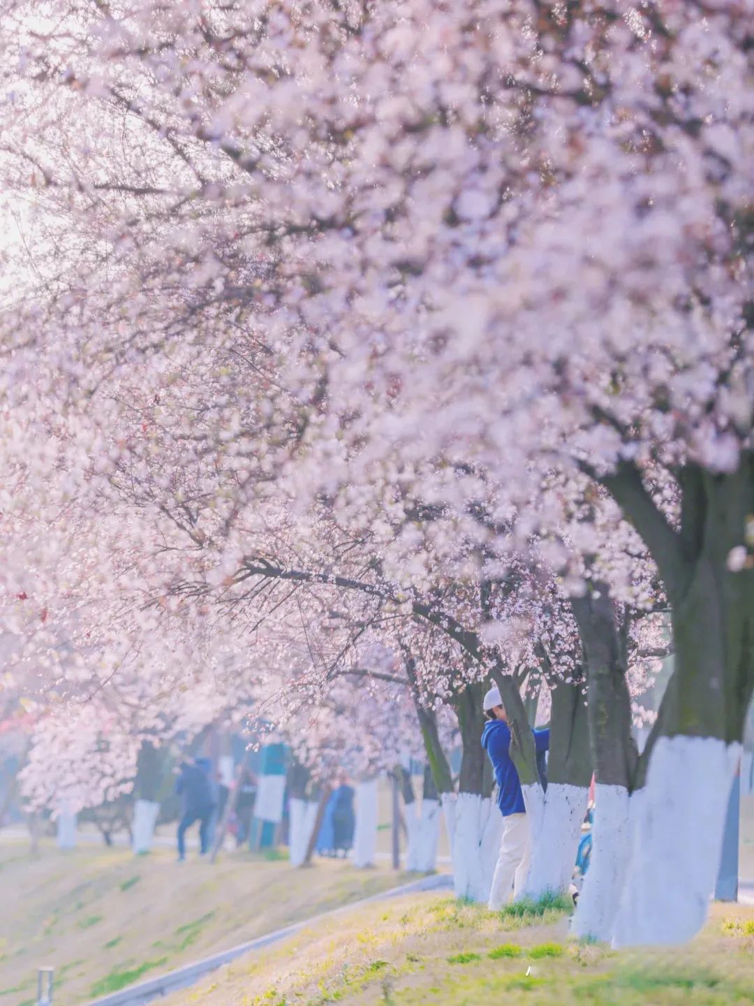 成都有哪些公园值得一去,成都必去的公园排行榜最新名单