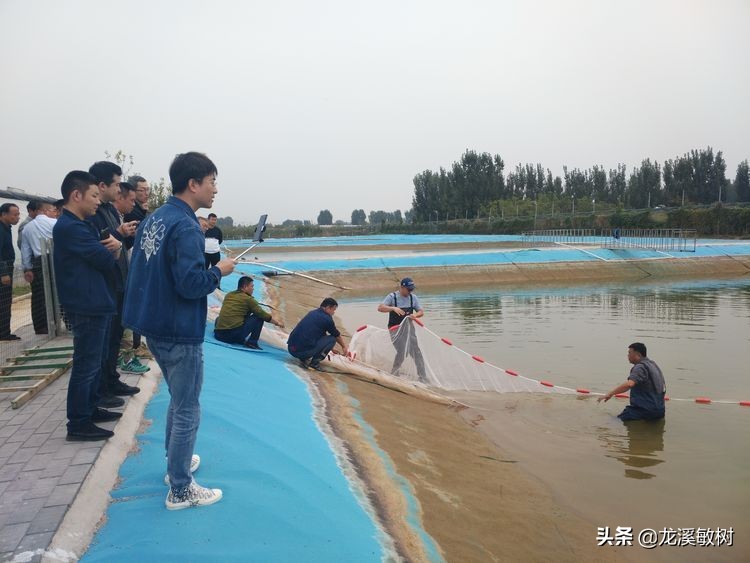 锦鲤分多少种什么样的锦鲤最好养,锦鲤要怎么选才能选到好的锦鲤