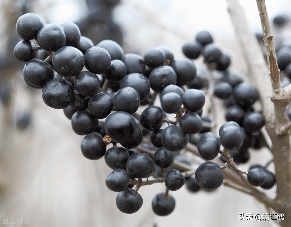 刚从树上摘的女贞子怎么保存,女贞子从树上摘下怎么处理