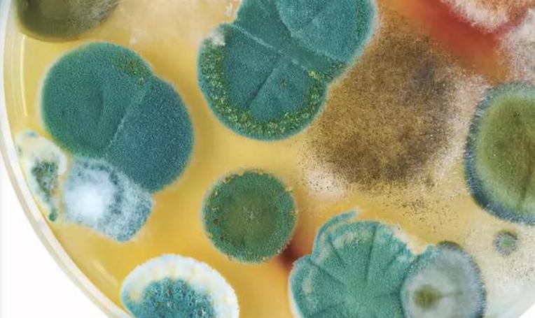 青霉素是最伟大的发明吗,为什么说青霉素是人类伟大发明