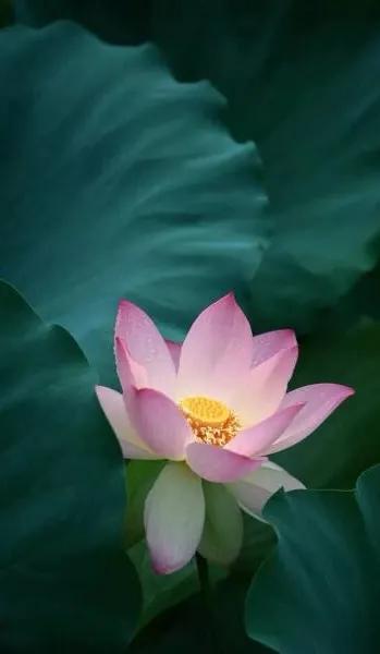 漂亮美丽的荷花壁纸,雨中荷花壁纸荣盛城