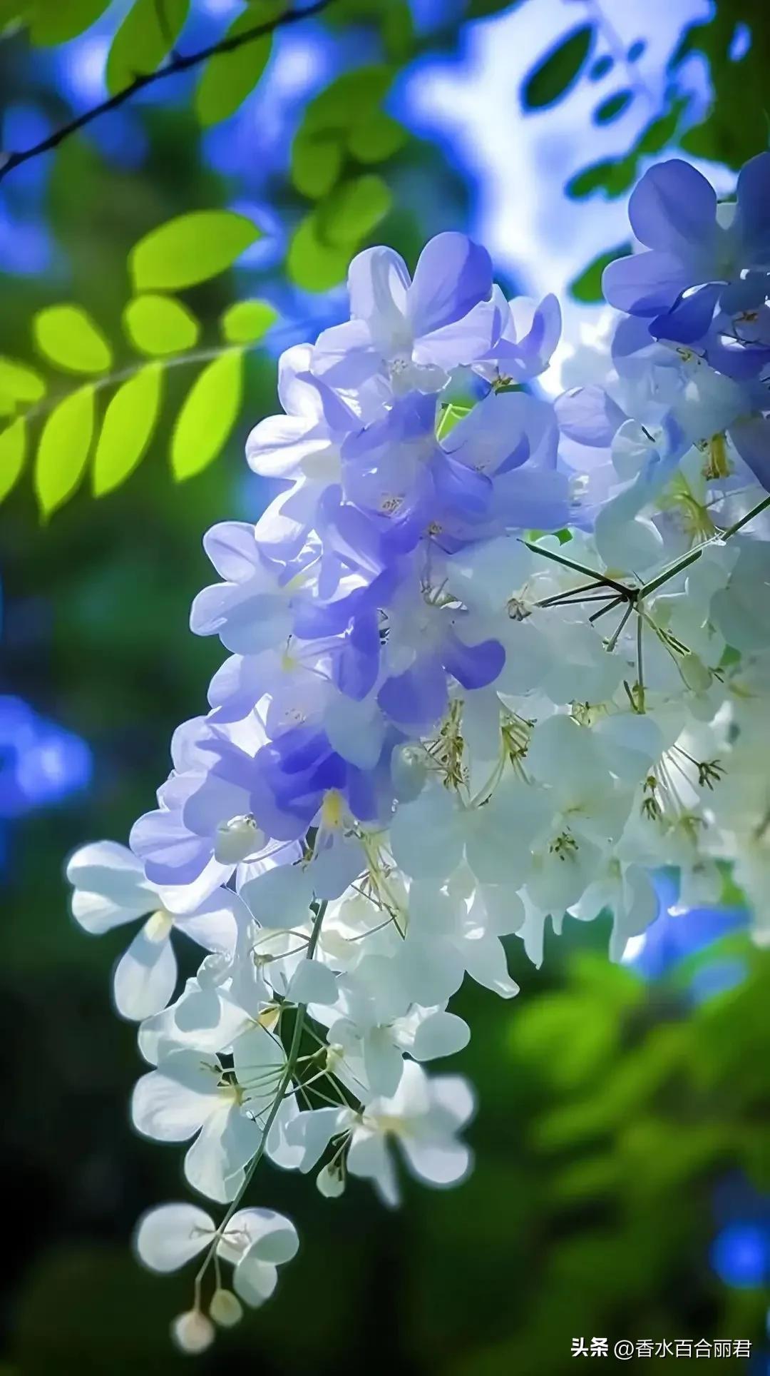 淡紫色的花是什么树,淡紫色的槐花