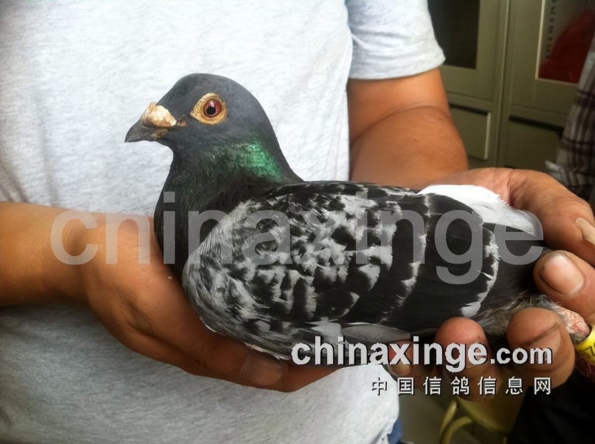 宁镇扬大赛,宁镇扬足球邀请赛