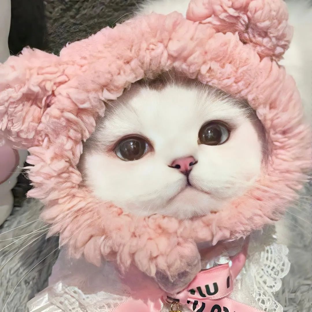 朋友圈背景图视频,朋友圈背景图怎么设置动态视频