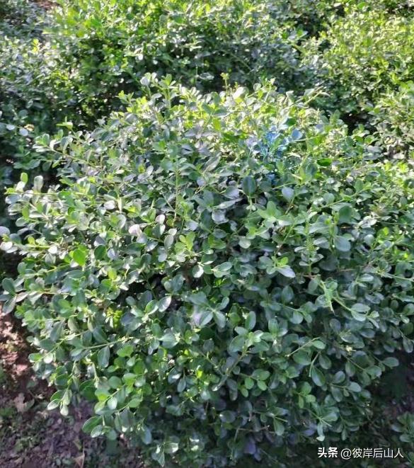 景观苗木出厂价,2023年景观苗木行情