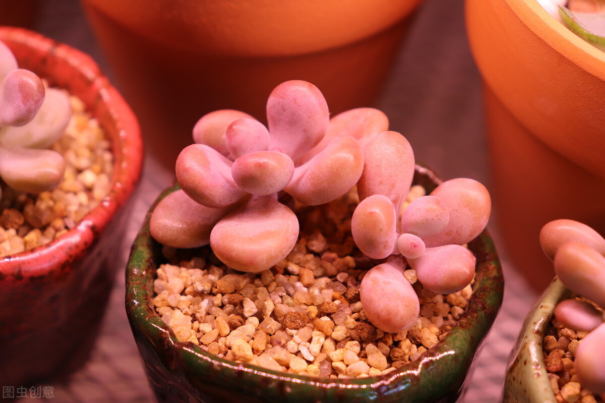 夏季怎么预防桃蛋化水,桃蛋夏季怎么养护