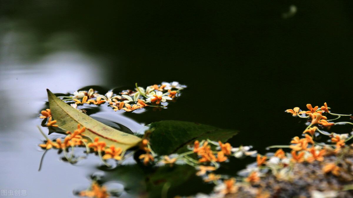 我的妻子散文节选,我的妻子散文随笔