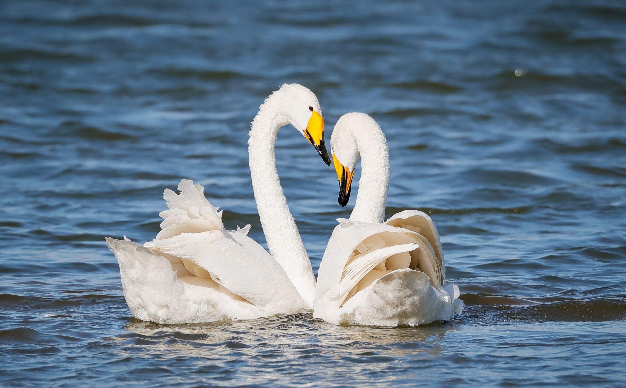 读一词忆一事杂议“牝马之贞”