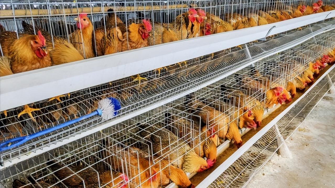 杜红仁林下养鸡失败，在张立军帮助下，加盟邻县养鸡公司重新养鸡