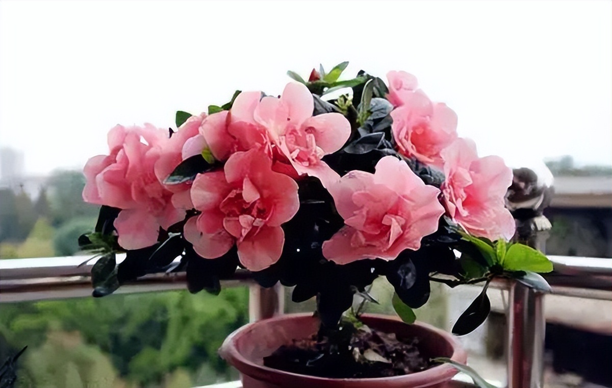 杜鹃花掉绿叶怎么办,杜鹃花只长绿叶不开花是为什么