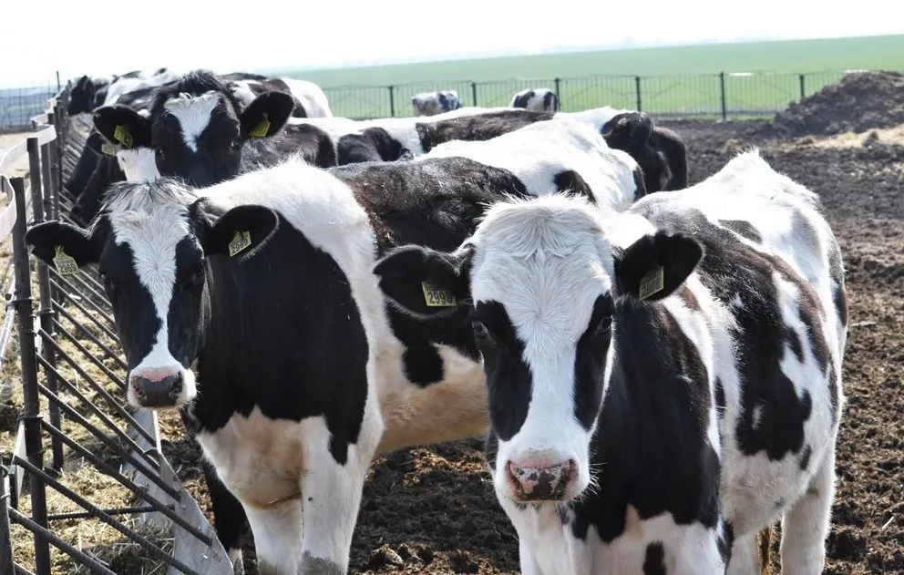 牛沙门氏菌,牛感染沙门氏菌怎么治疗