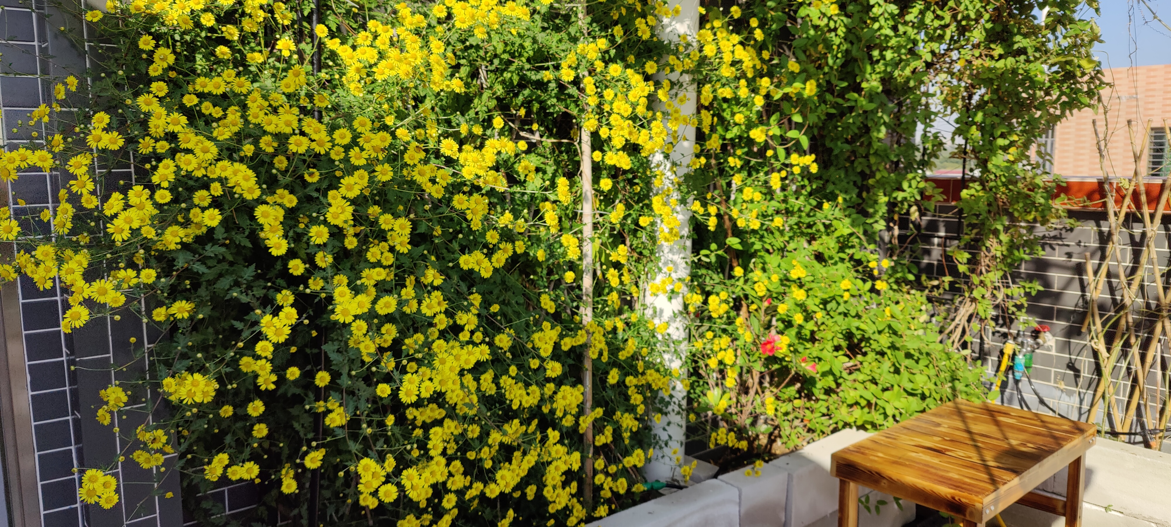 菊香蟹肥国画,菊香蟹