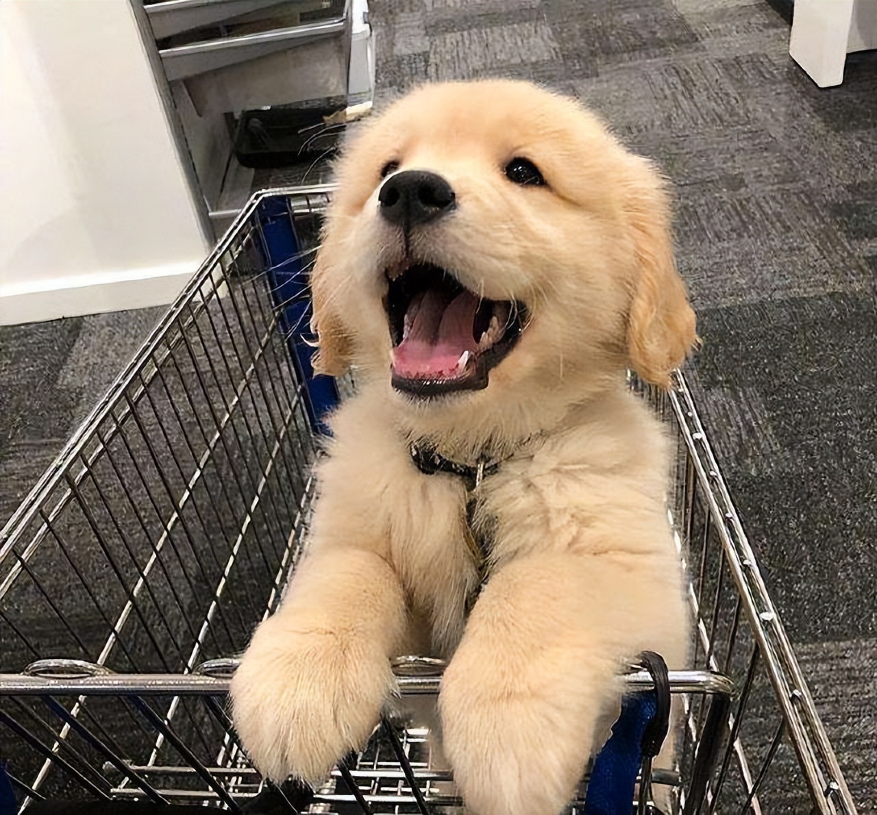 买什么狗最好养又便宜,养狗首选这3种狗既便宜又好养