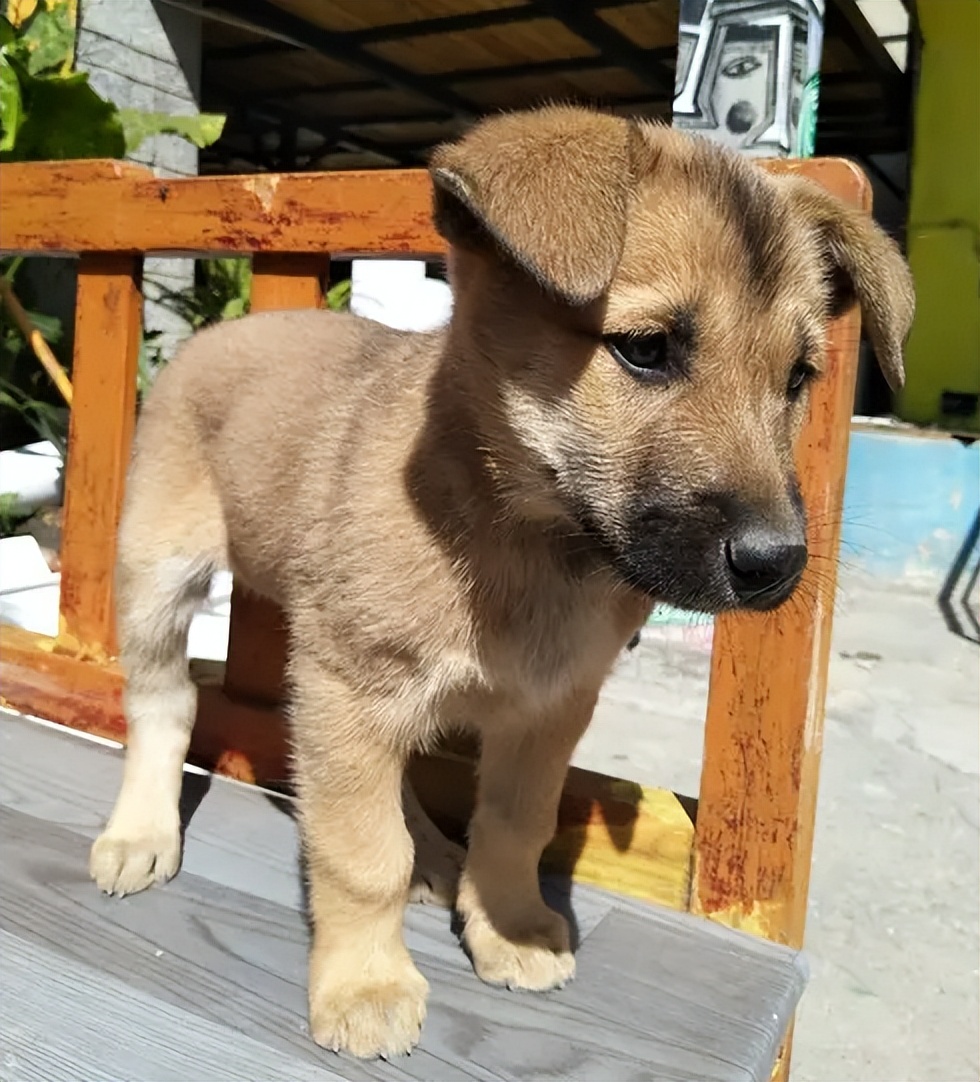 田园犬拉稀带血死掉,中华田园犬拉稀怎么办