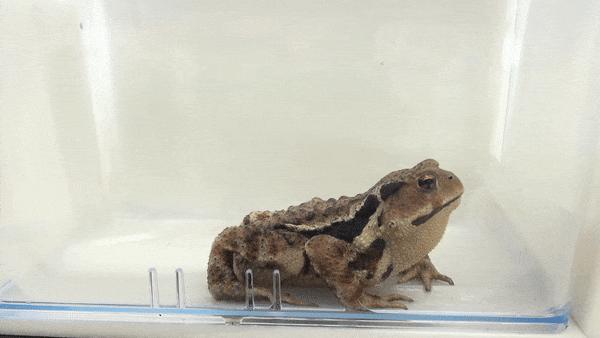 夏天常见的虫子外壳硬,农村房子里面常见的虫子有哪些