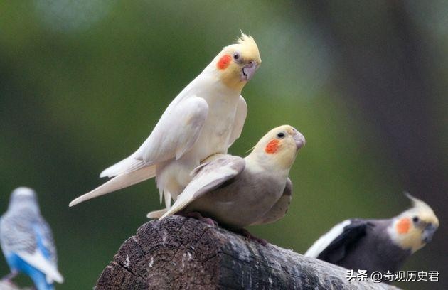 雄性动物进化器官,雄性生物生殖进化