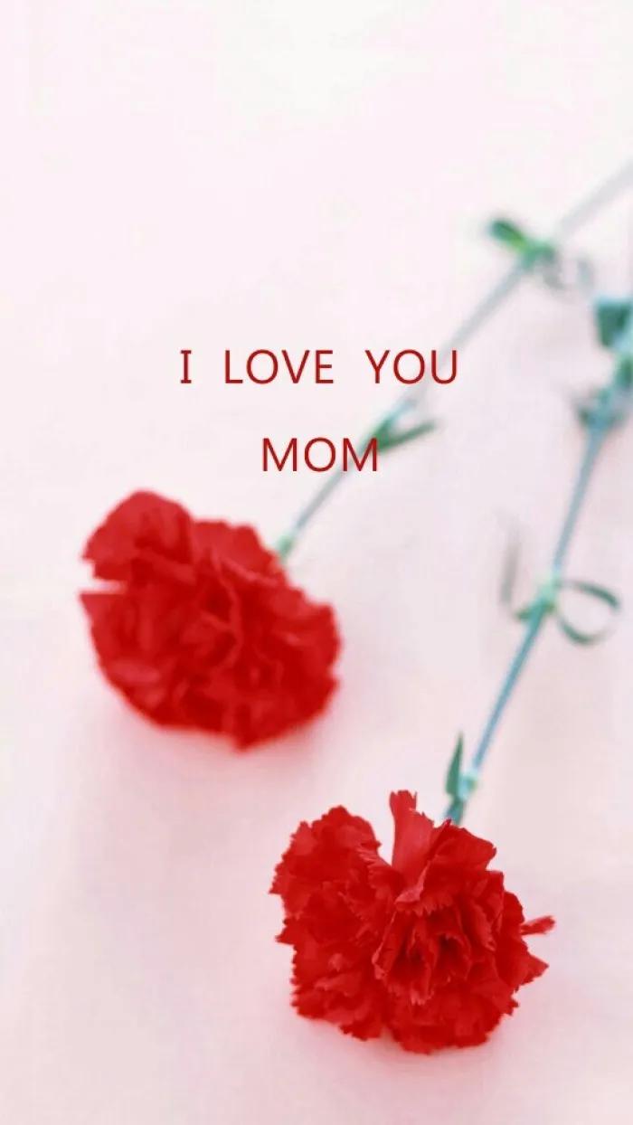 康乃馨花束壁纸,康乃馨壁纸手机超清全面屏