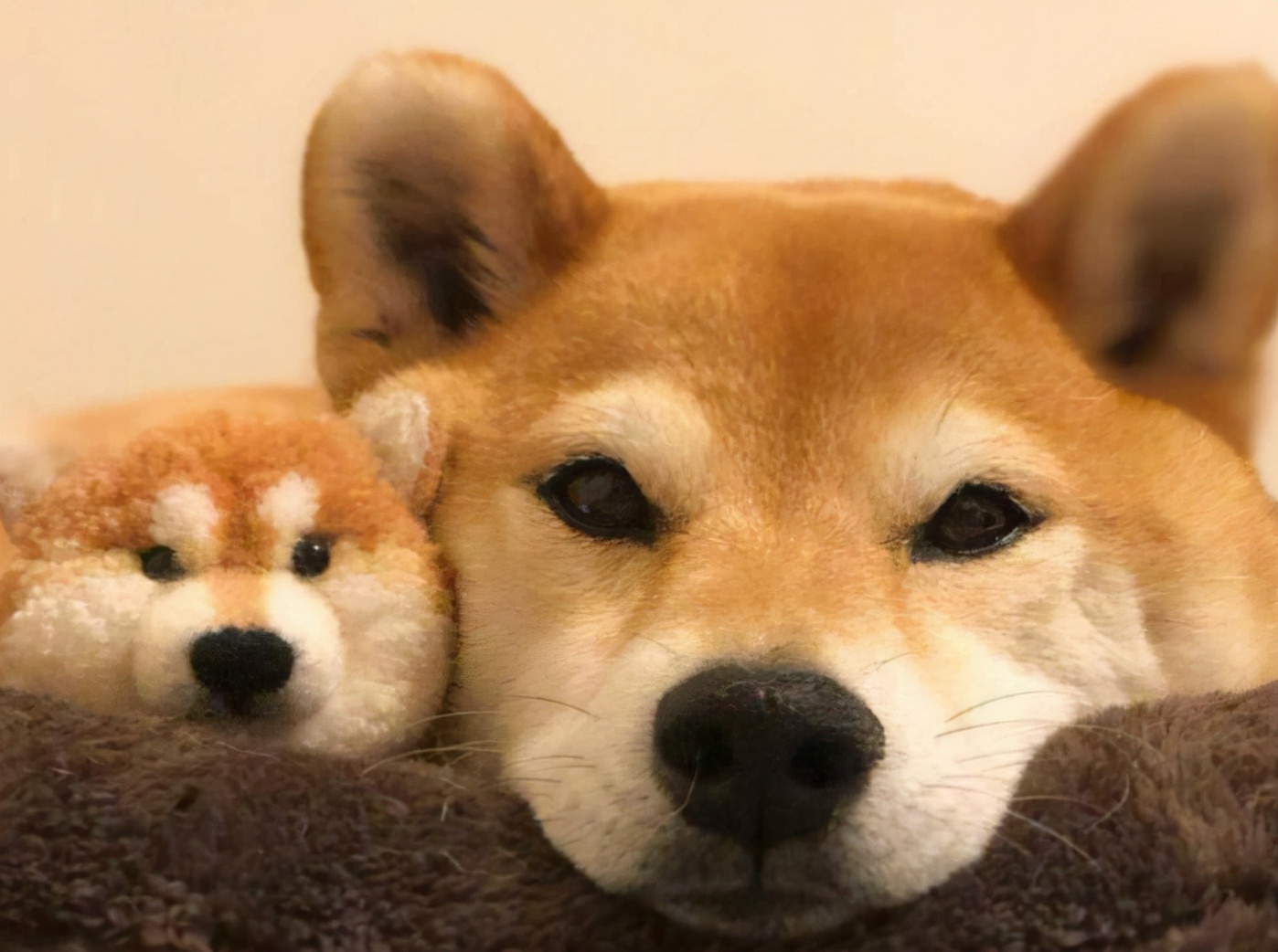 柴犬呕吐是怎么回事,小柴犬呕吐是怎么回事