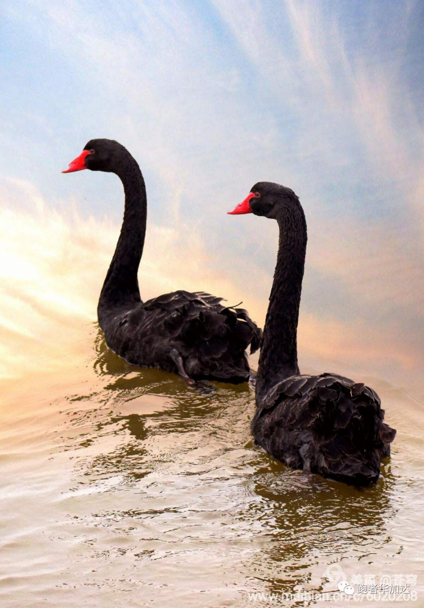 由一只蝙蝠带来的思考,黑天鹅是什么原因造成的